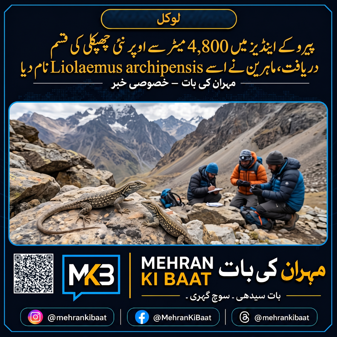 پیرو کے اینڈیز میں 4,800 میٹر سے اوپر نئی چھپکلی کی قسم دریافت، ماہرین نے اسے Liolaemus archipensis نام دیا